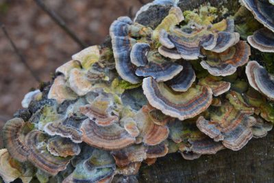 [Thumbnail for Turkey-Tail.jpg]