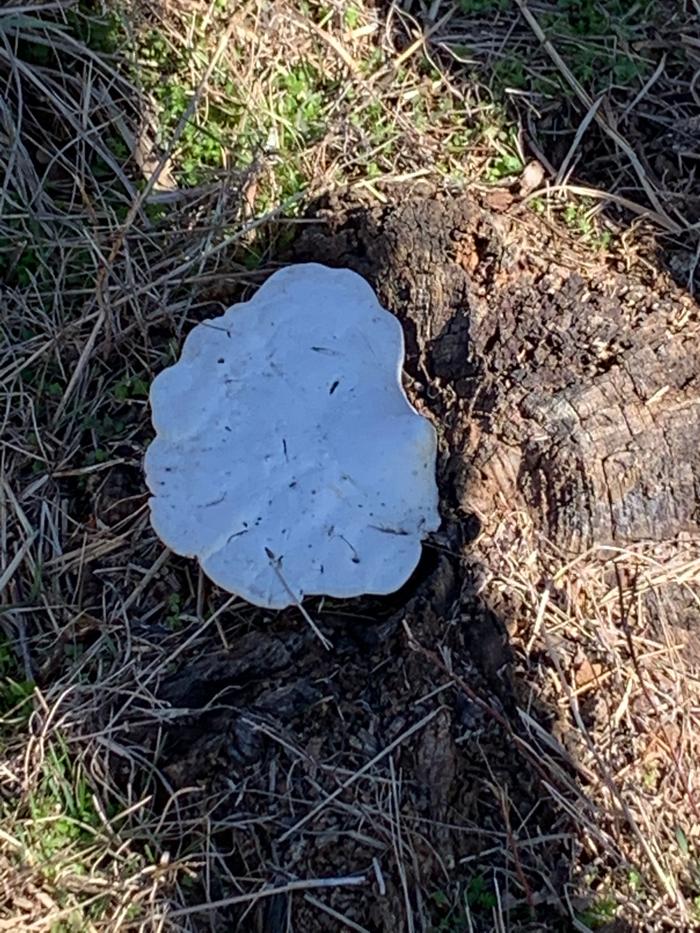 Mushroom