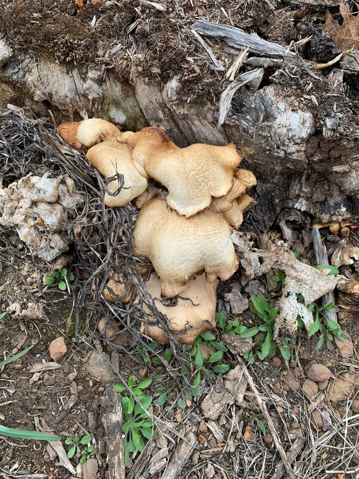 Mushroom on a stump