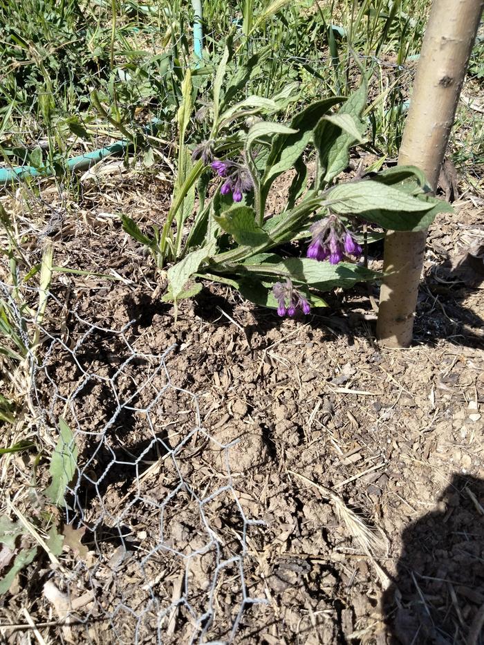 Apple tree comfrey 