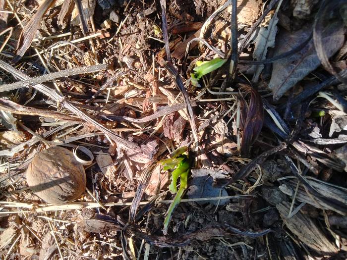 Original comfrey crown I bought 