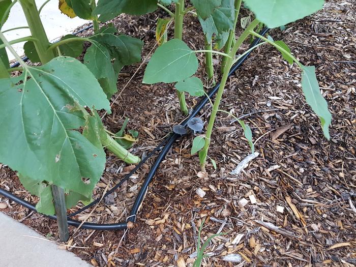 Type 1 growing under sunflowers.