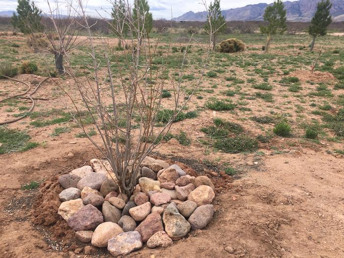 Pomegranate with rock mulch - is this enough?