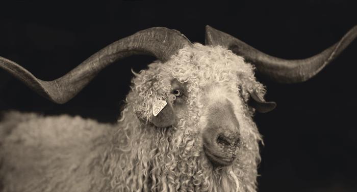 Argus- Angora goat