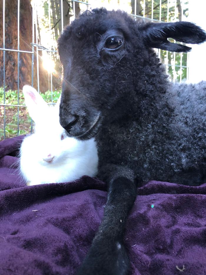 Gotland lamb and angora rabbit 