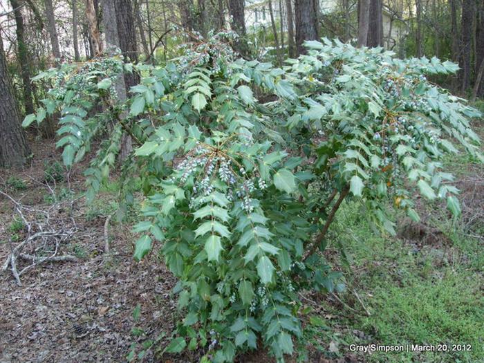 mahonia bush