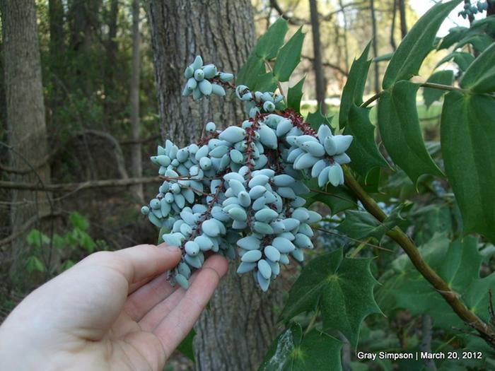 The berries turn dark blue when they ripen.