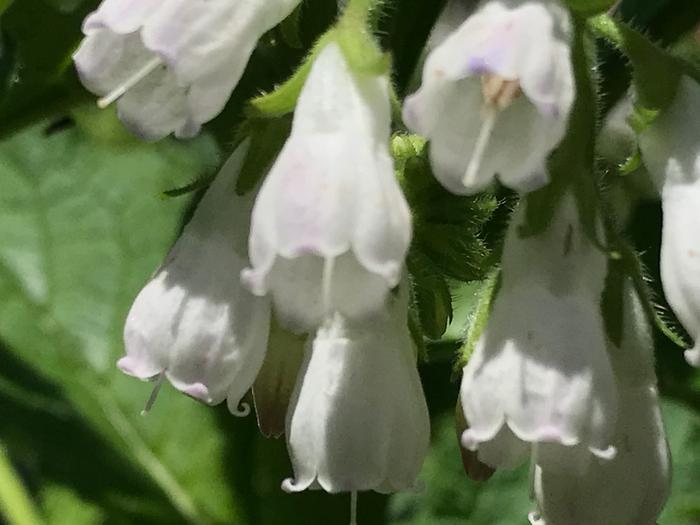[Thumbnail for White-FLowers-Close.jpeg]