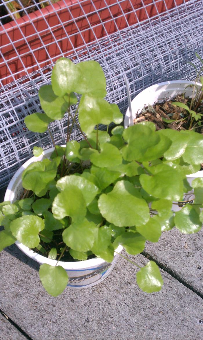 pot of skirret seedlings