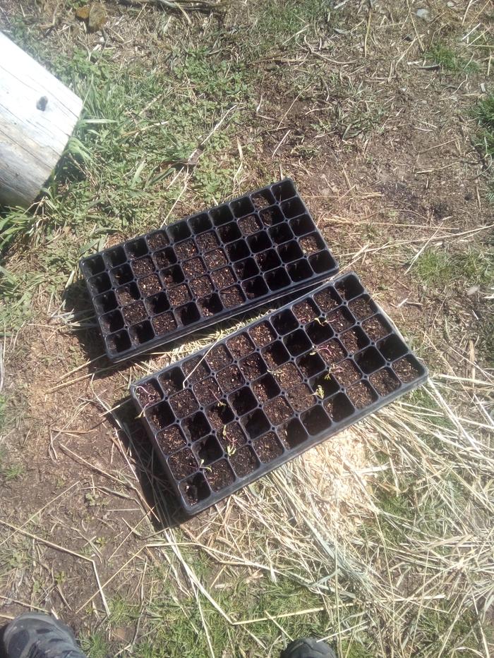 the starter plants were transplanted