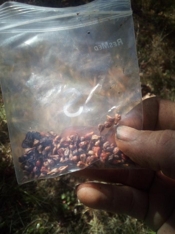 grape seeds from Tularosa