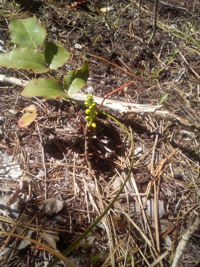 this oregon grape on Fred's Deep Roots plot is looking pretty sturdy this spring