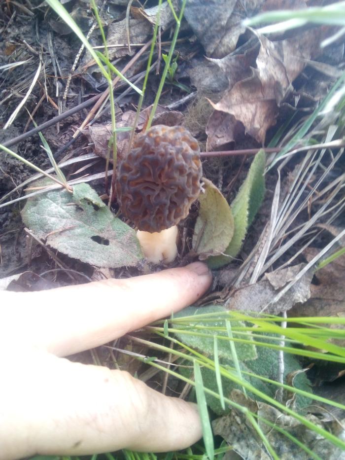 ...and morels!