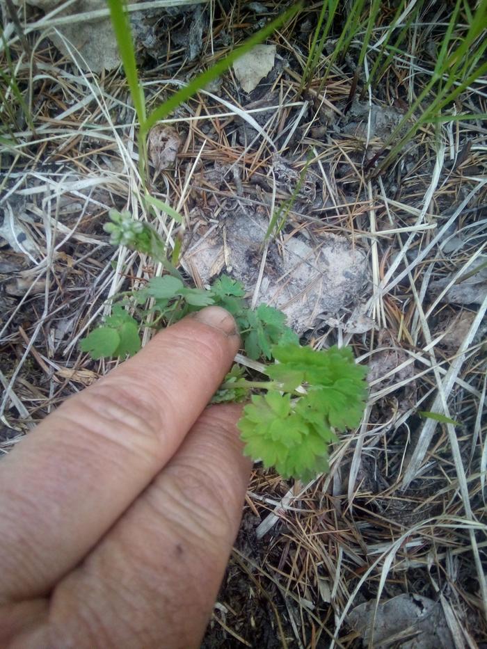 here is meadow rue -its rosette style early leafs demanded my attention...