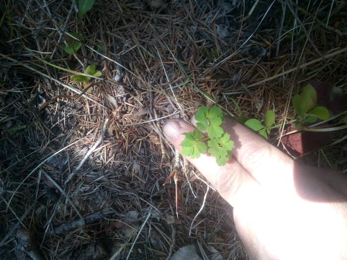 but the rosette grouping isn't really a rosette as one can see a few days later...