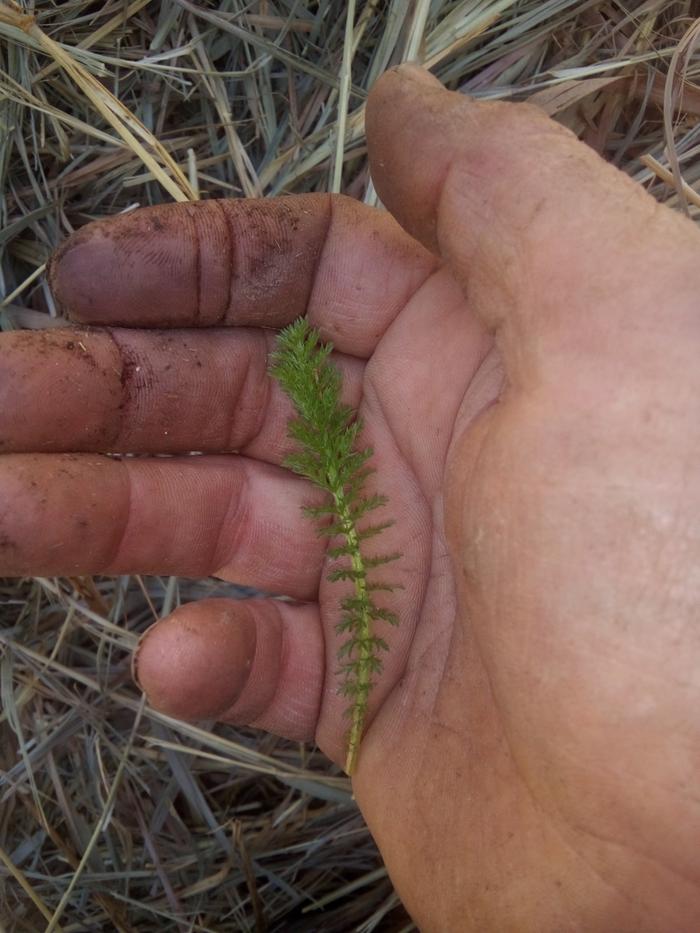 yarrow early stage crushed applied for bleeding