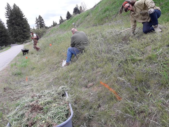 rag weed removal