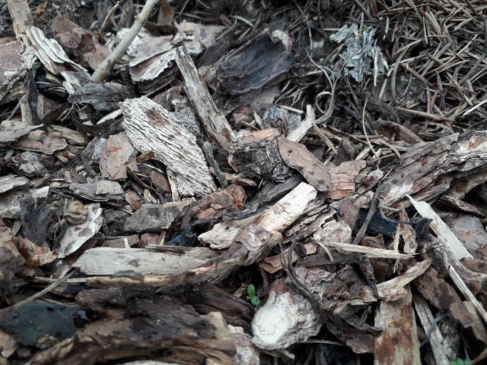 remember all those asparagus roots I planted? Three decided to show up at Alterton Abbey first!