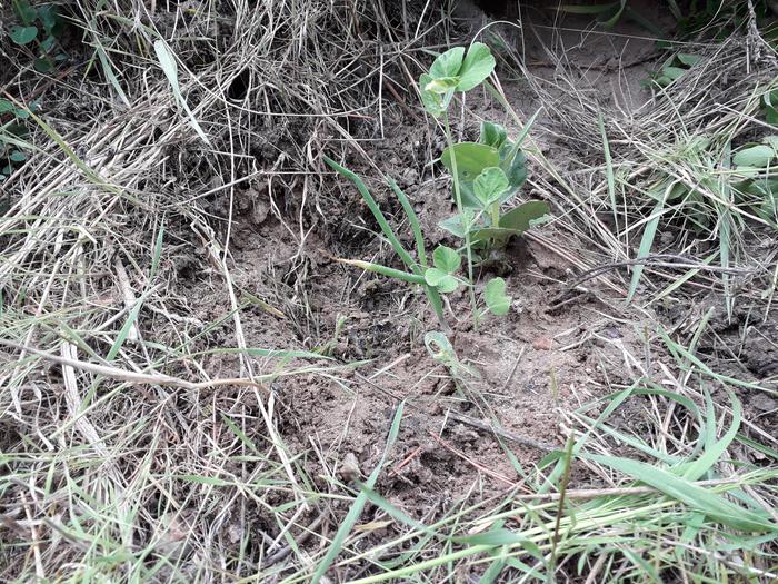 found on the rear paddock hugel beds by the Fisher Price House