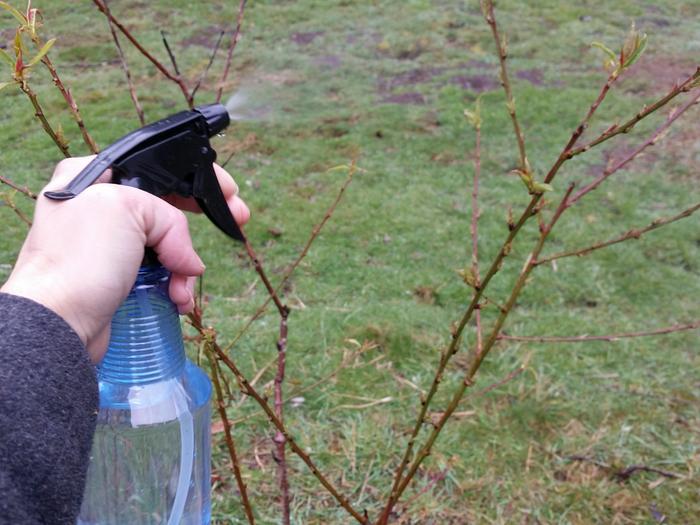 Peach tree is making lots of nice little leaves, and it's really easy to spray it with the spray bottle!