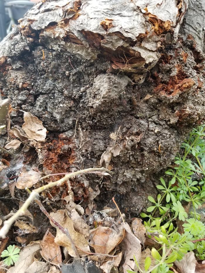 Base of tree crumbles off