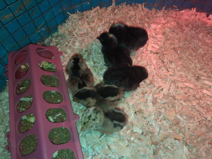 New Chicks