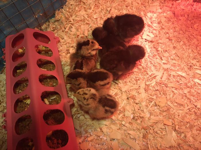 New Chicks 2