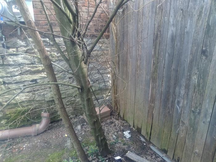 This is the public side of the fence, with the pear and the second walnut tree, both actually less than three feet from the fence.