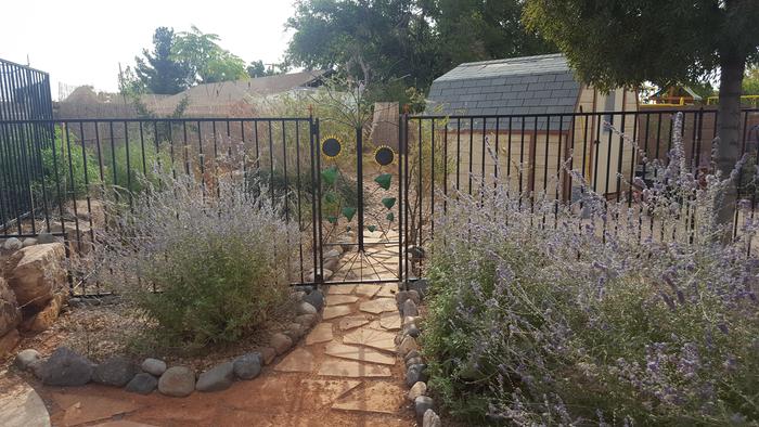 This picture is a couple of years old. I'm pretty sure it's Russian Sage. It smells nice. The honey bees love it.