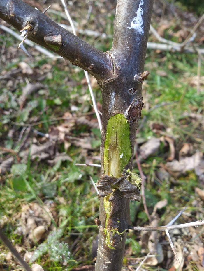 Injured small tree from falling tree damage