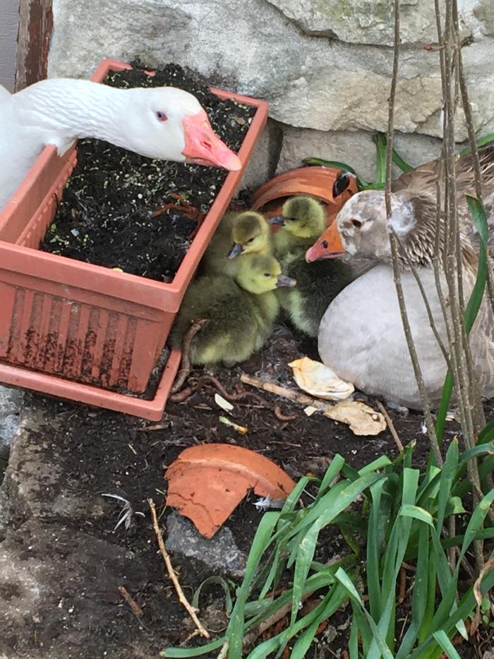 Pilgrim goslings hatched 4/19. Gander on left, goose on right