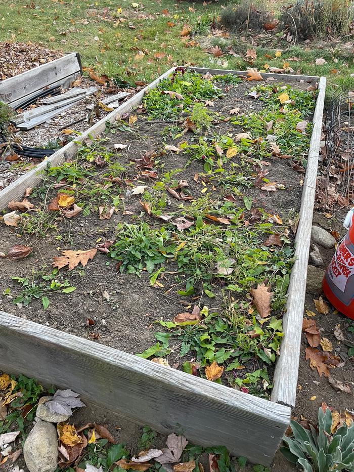 cleaned out garden bed, with a few weeds still growing