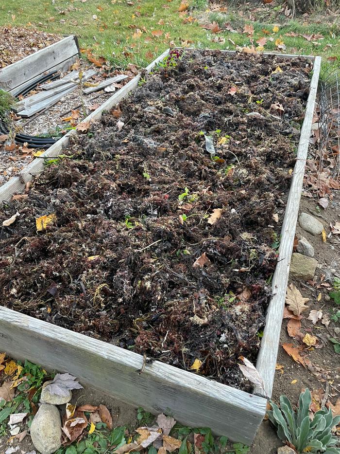 a layer of seaweed, note that I did not bother removing the weeds