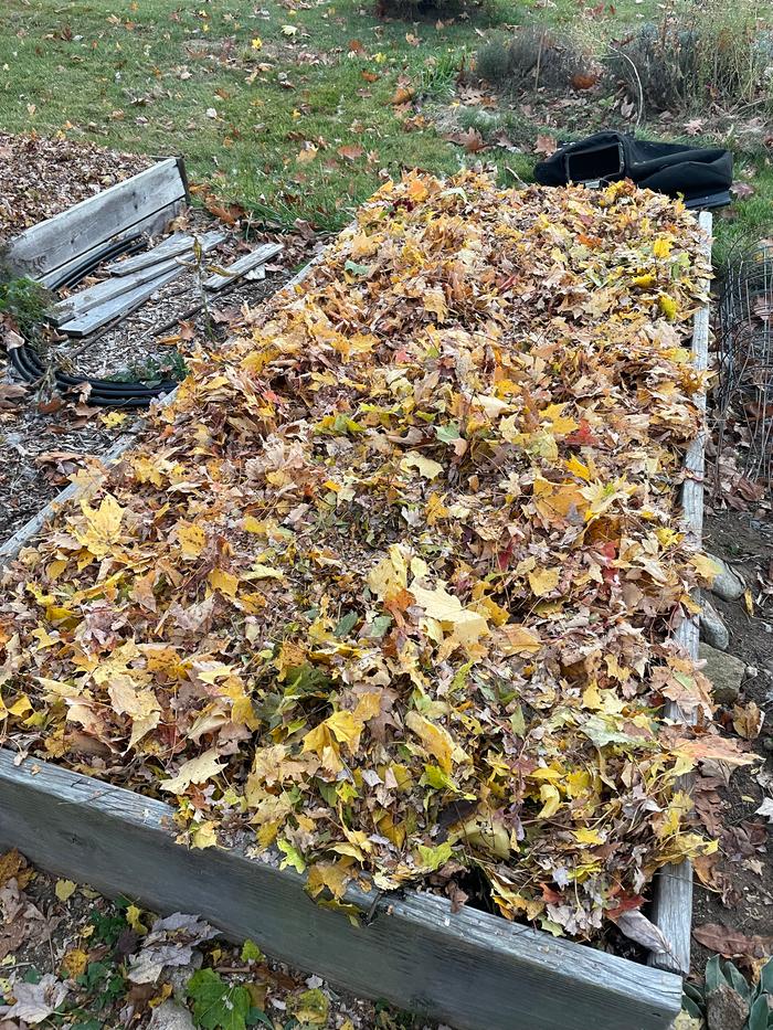 and now a heavy layer of shredded leaves