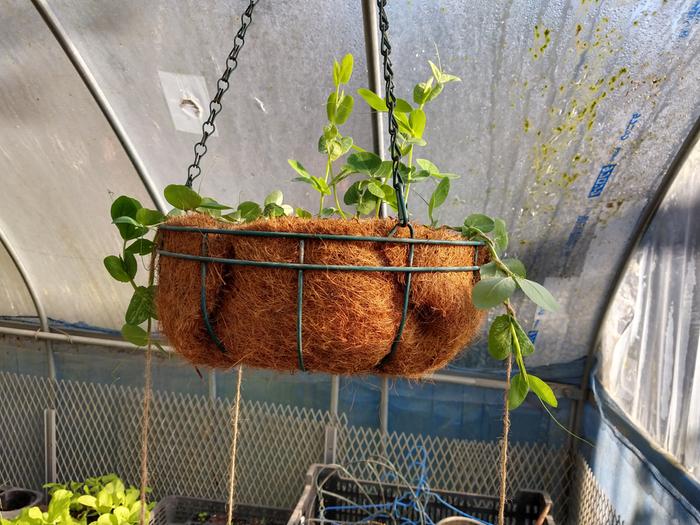 snow peas growing from a hanging pot trained down with jute string