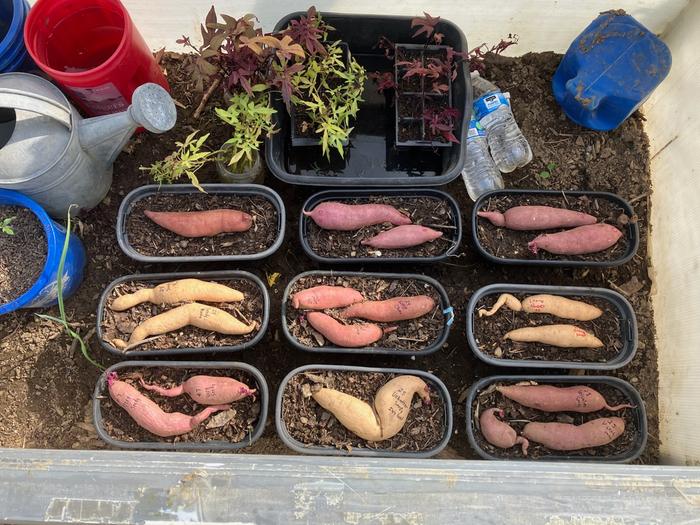 [Thumbnail for SPs-2026-J.jpg]