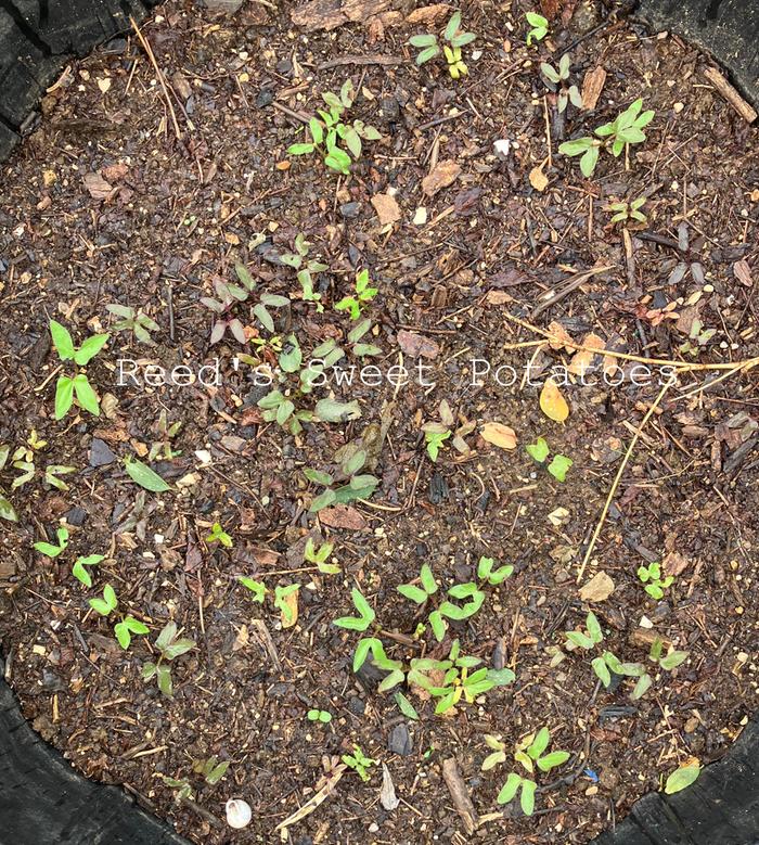 Reeds sweet potatoes (low grade seeds)