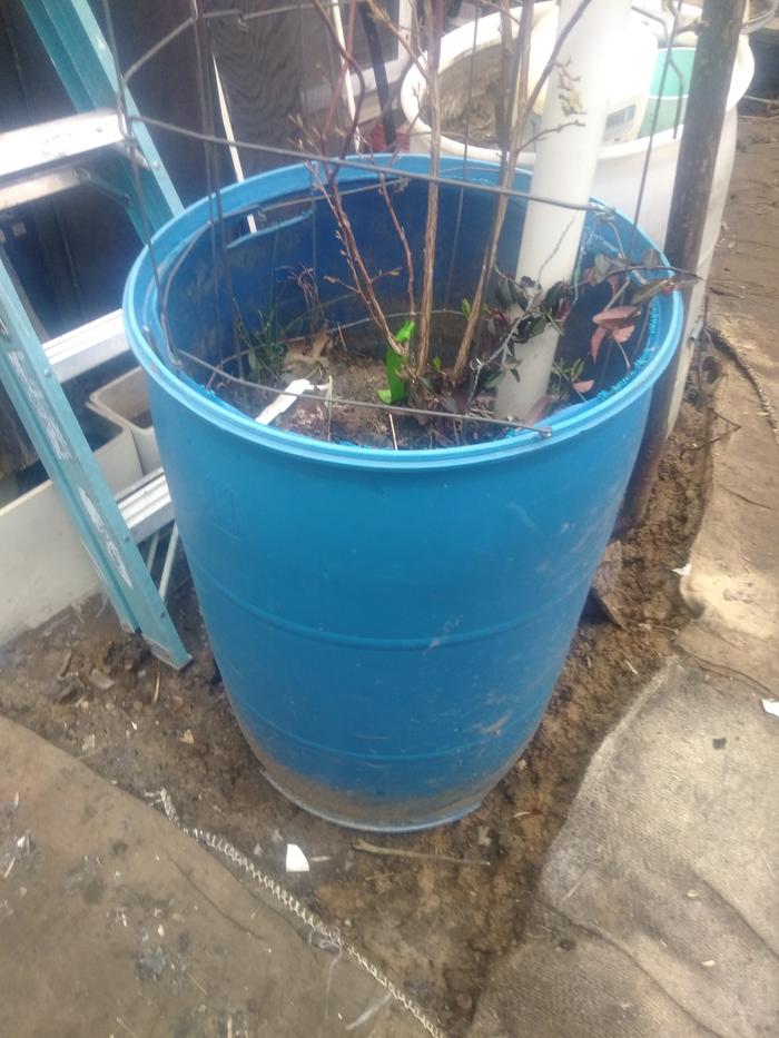 Here I scale it up to 55 gallons