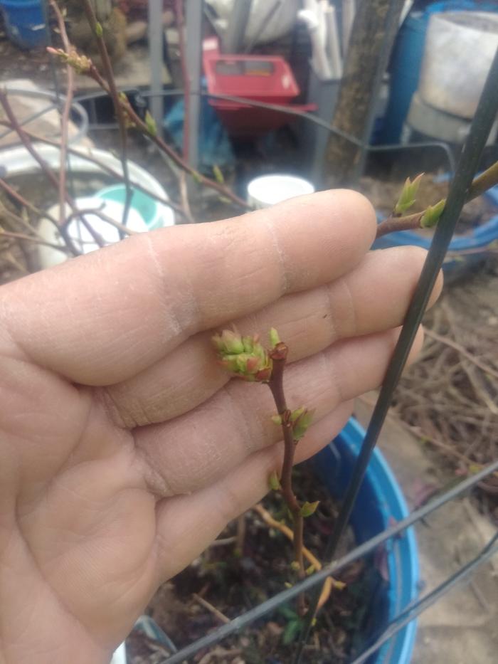 Blueberry bush, greening up nicely. Growing in strait peat, which wicks like crazy.