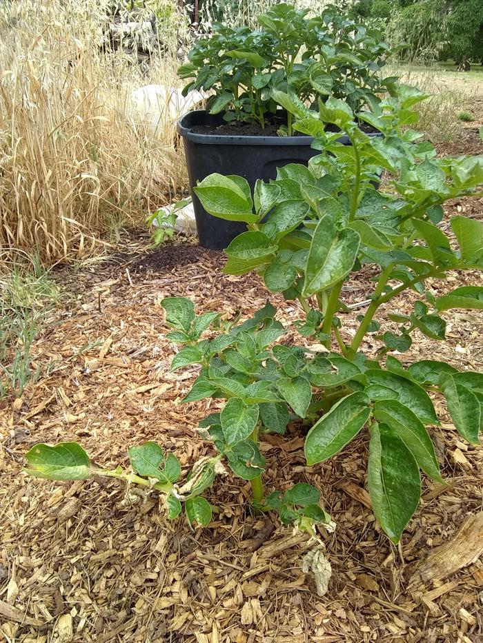 This is today's picture of the first potato to wilt.