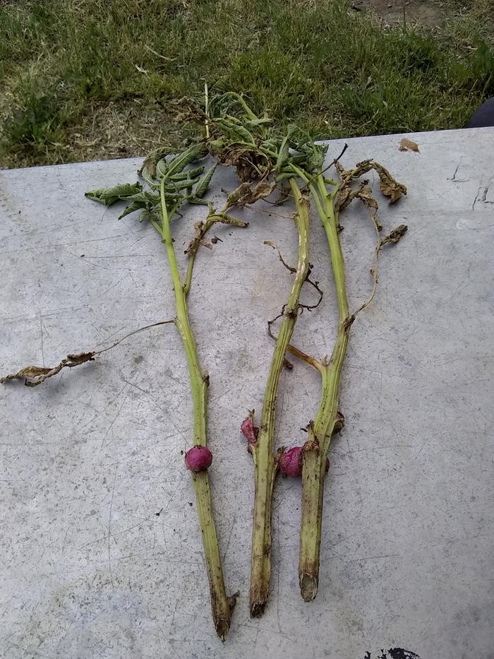 wilting potato leaves stem damage