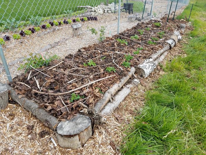 potatoes growing in the experimental bed