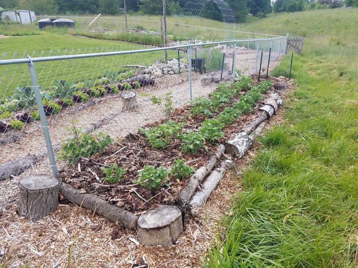 Potatoes growing great!