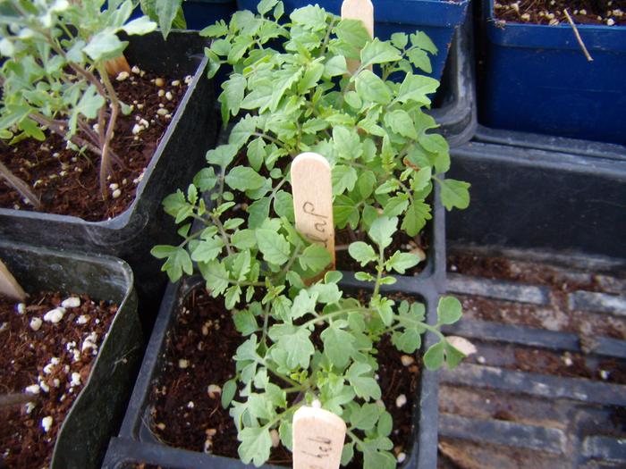 transplanting tomato seedlings.