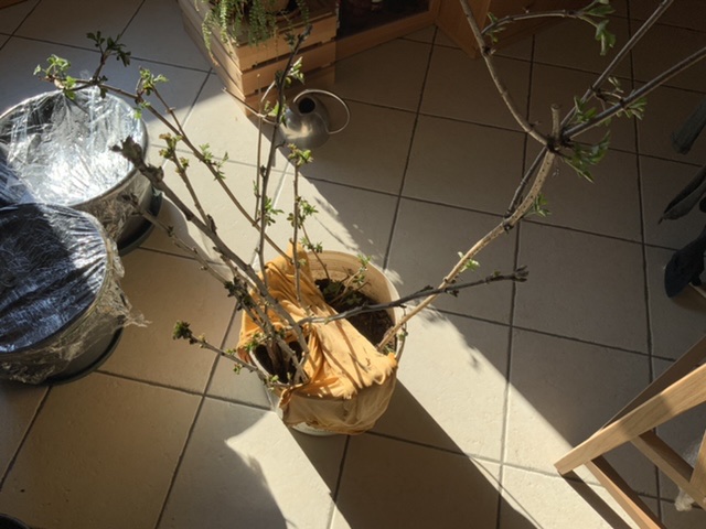 How I got the cuttings. A few of the ribes were naked-rooted suckers. The elderberry were long cuttings.