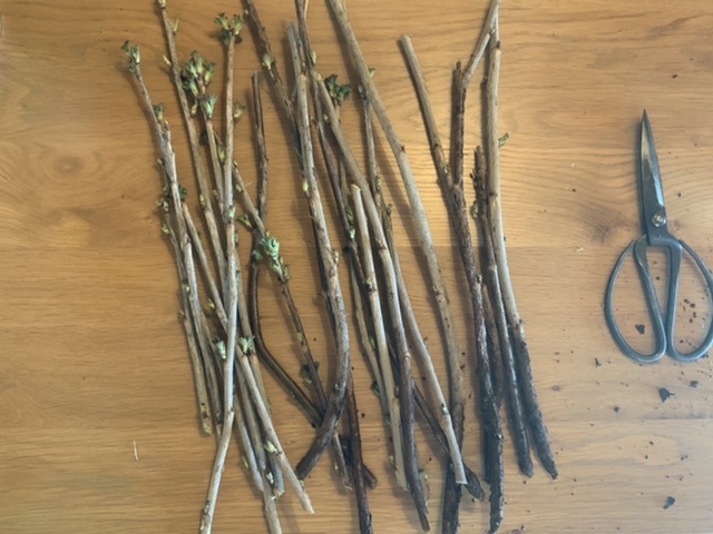 The elderberry cuttings ready to be planted