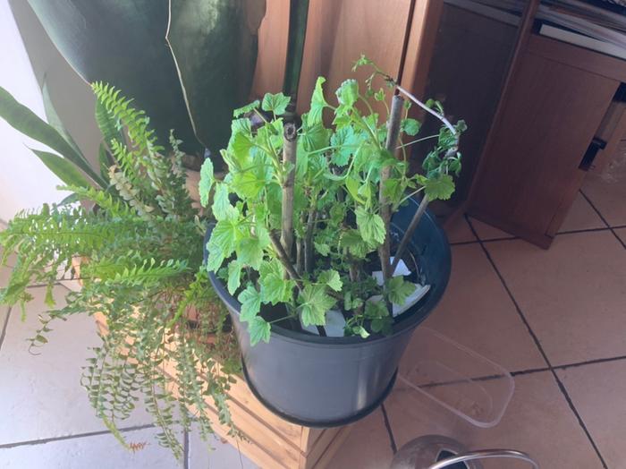 The cuttings in the pot. Lots of leaves. A bit of mould had grown on the leaves due to the plastic cover. I removed all the mouldy bits