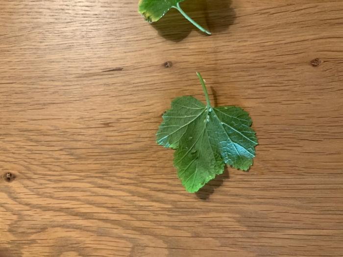 White crawlies on the underside of the leaves