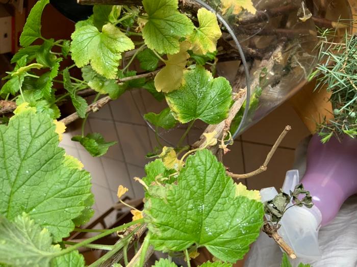 Fluffy sticky white stuff on the top of the leaves