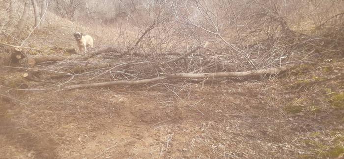 New dam, with mastiff